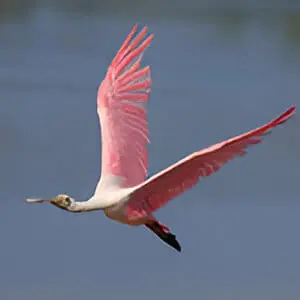 A pink bird flying in the sky with its wings spread.