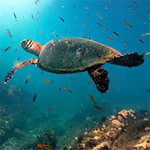 A turtle swimming in the ocean with fish.