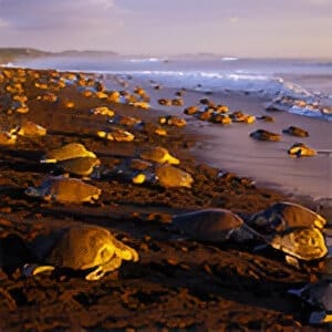 A group of turtles laying on the beach